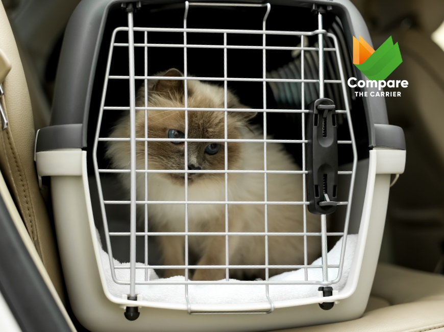 Understanding the stress of moving on pets